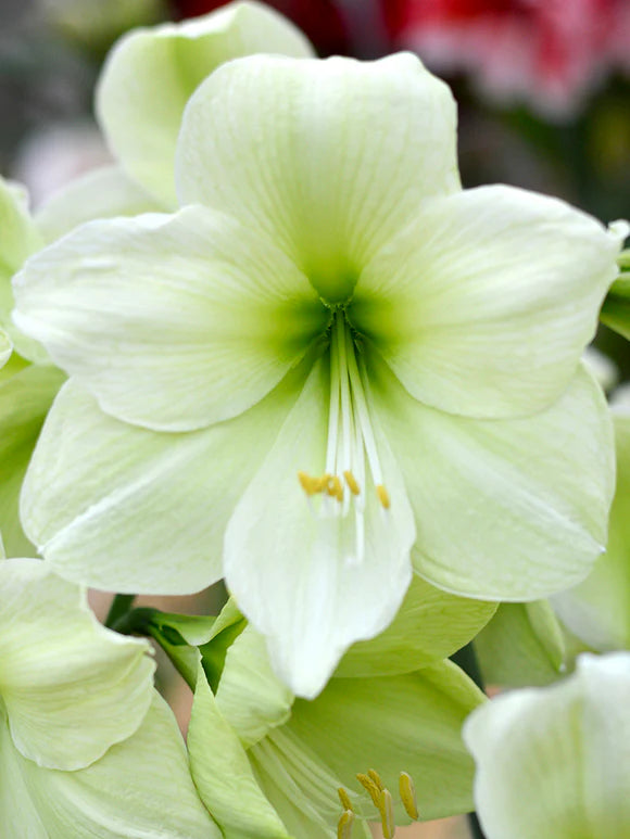 Pink Wax Luna Amaryllis Bulb