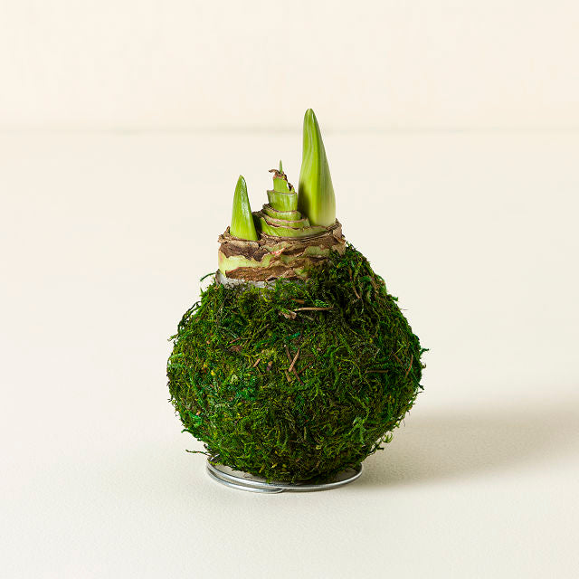 Revelation Amaryllis Bulb in Moss