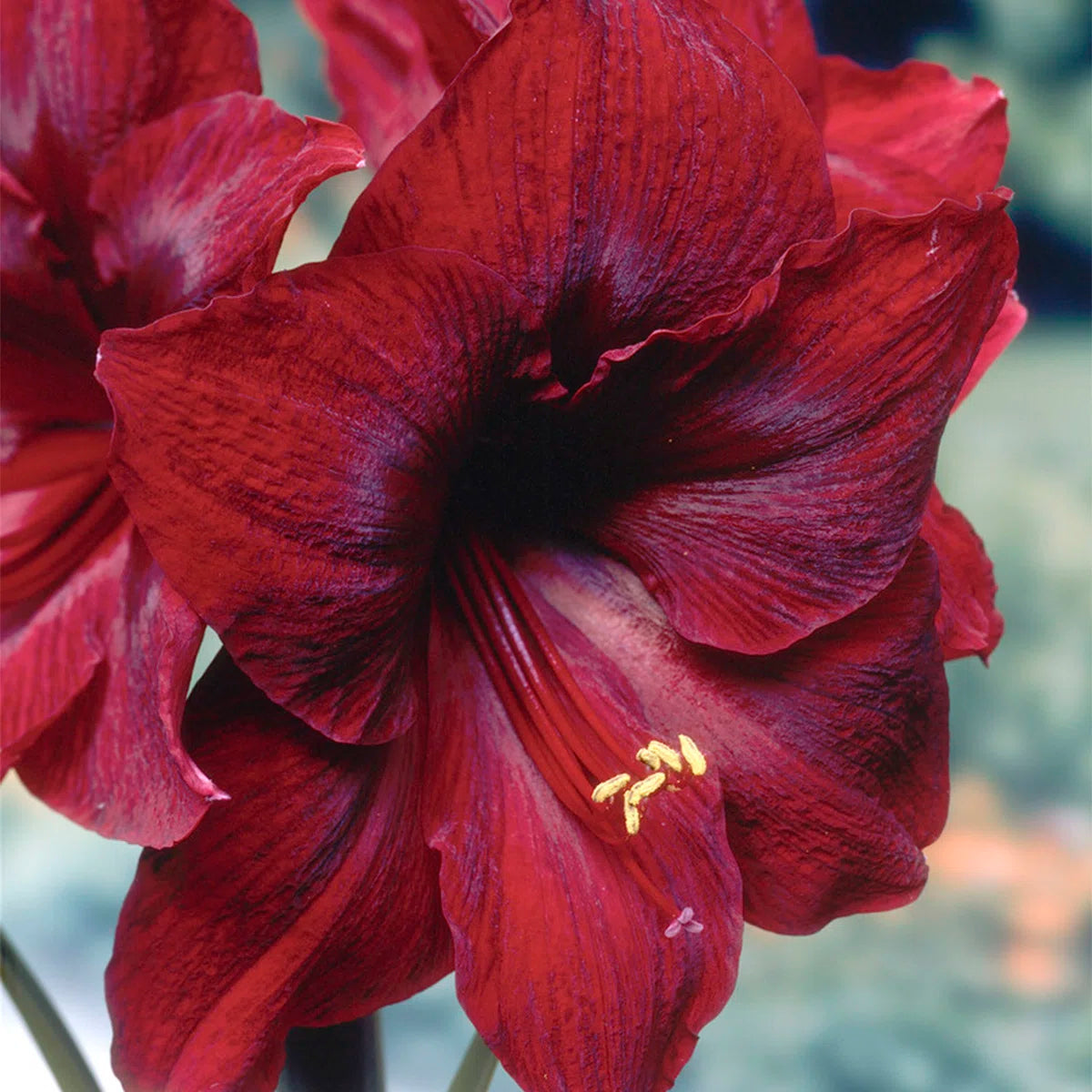 Amaryllis Bulbs Christmas 2025