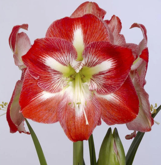 Amaryllis Bulbs Christmas 2025