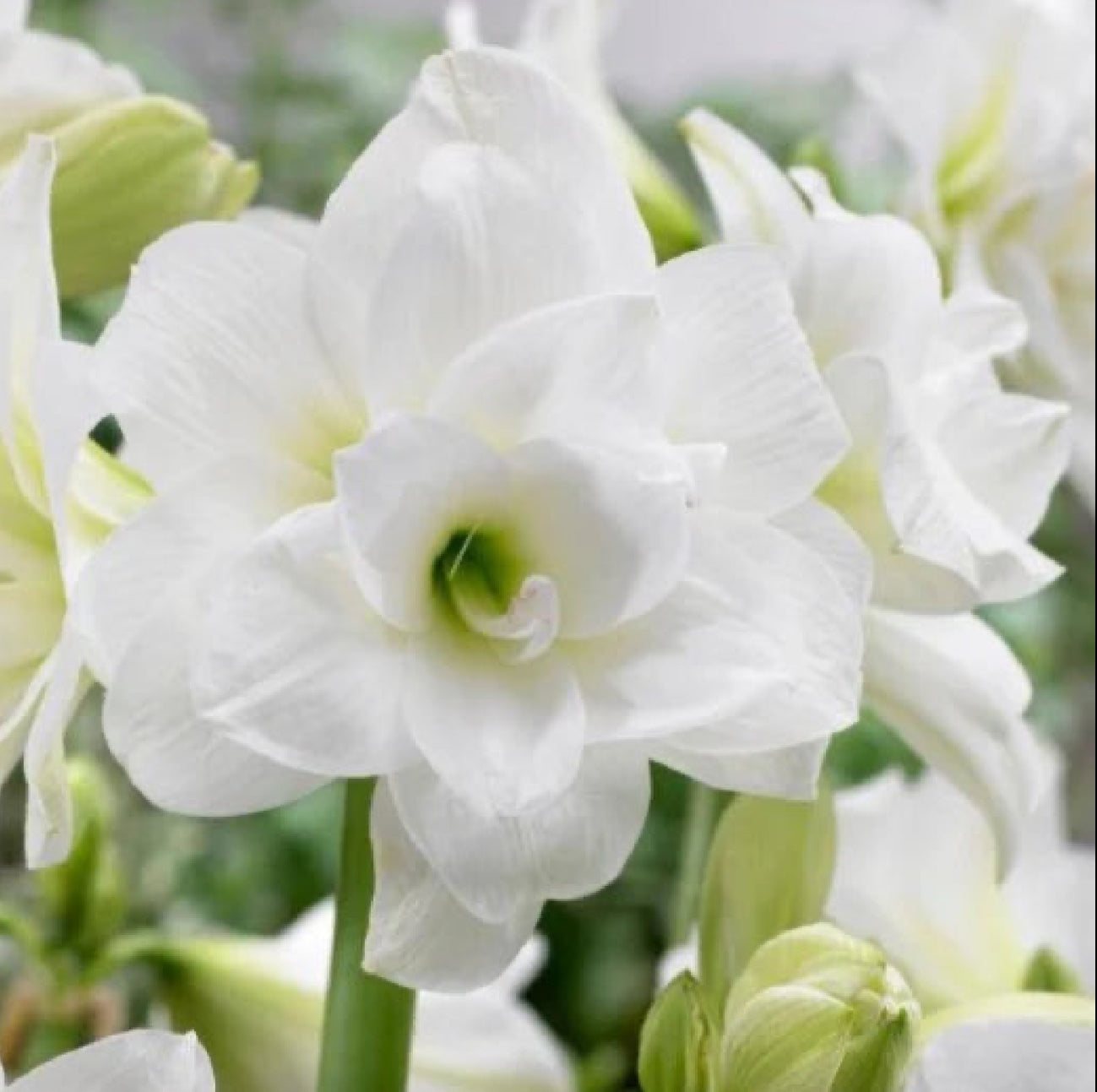 Amaryllis Bulbs Christmas 2025