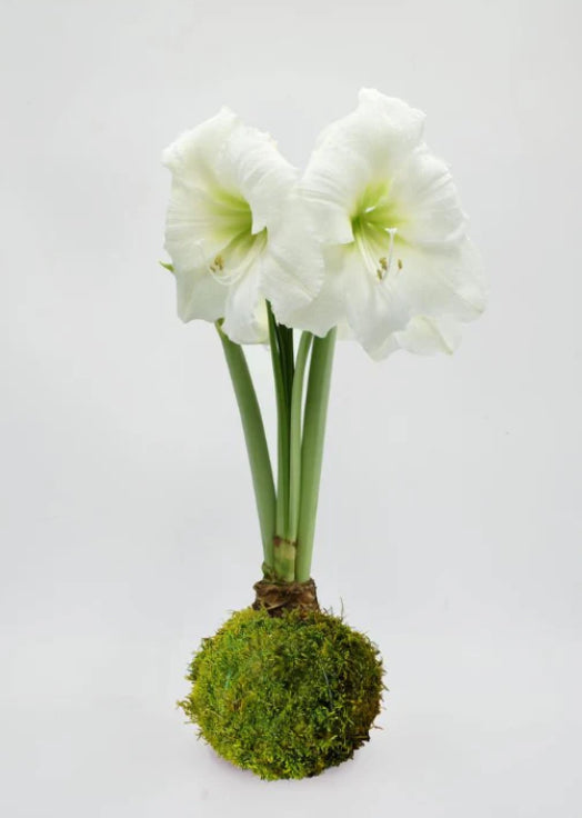 Amaryllis Bulbs Christmas 2025