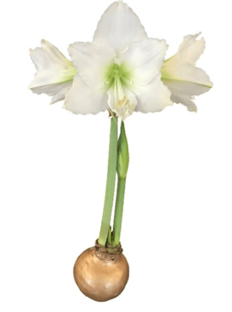 Amaryllis Bulbs Christmas 2025