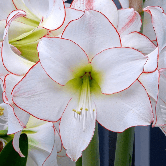 Pink Wax Picasso Amaryllis Bulb