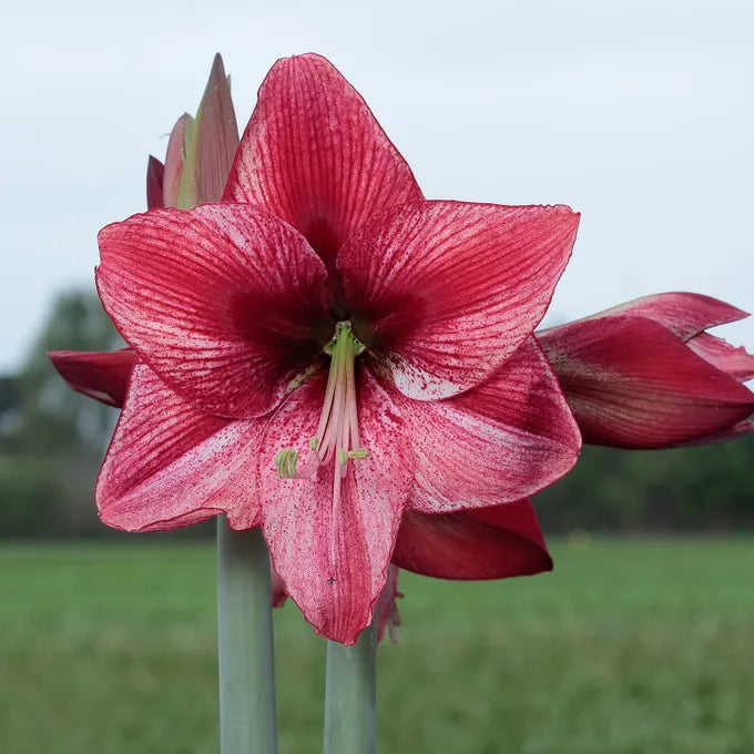 Revelation Amaryllis Bulb in Moss