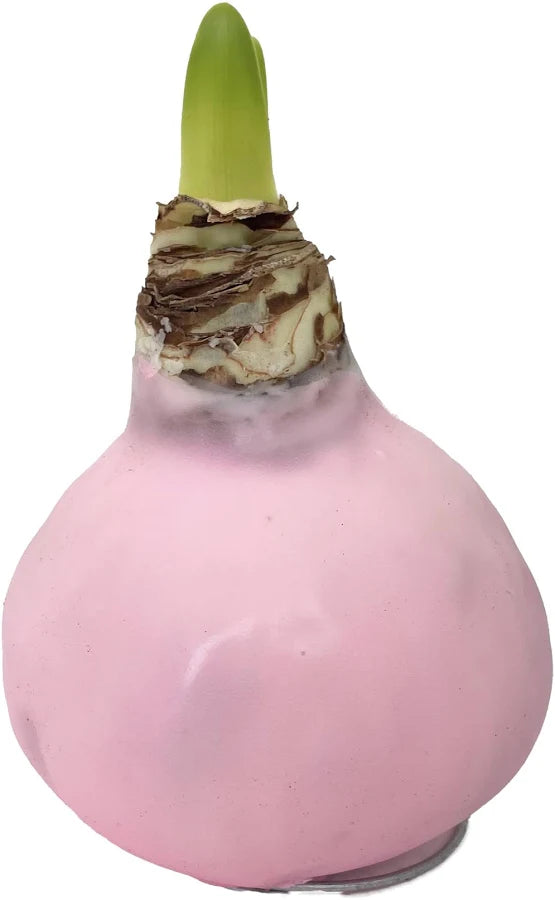 Pink Wax Picasso Amaryllis Bulb